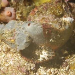 Juvenile Scorpionfish