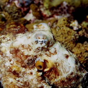 Octopus, Bismark Sea
