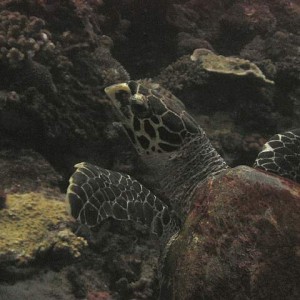 Hawkbill Turtle