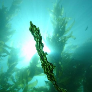 Catalina Kelp Forest