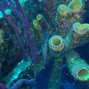 Sponges on Hilma Hooker Bonaire