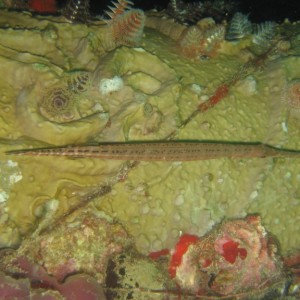 Trumpet Fish and X-Mas Tree Worms