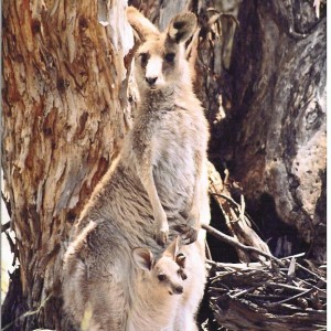 Australia - Kangaroo with Baby