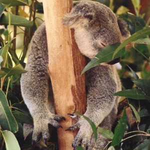 Australia - Koala