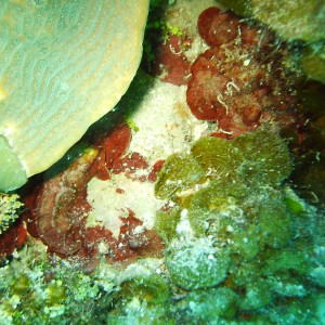 Jamaica - Multi-corals