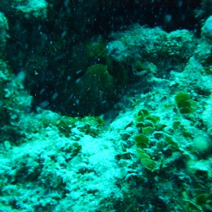 Jamaica - green moray hiding