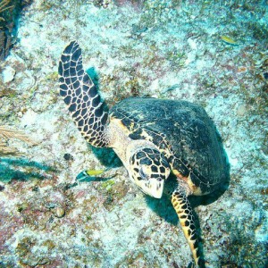 Cayman Brac Underwater - Tortuga
