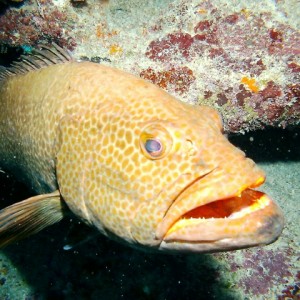 Cayman Brac Underwater - Grouper Close-Up