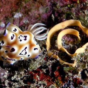 Nudibranch and eggs