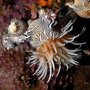 Zebra anemone