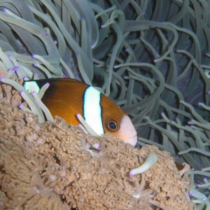 Clownfish peeks