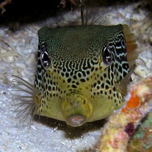 Boxfish puckers up