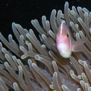 Light colored clownfish