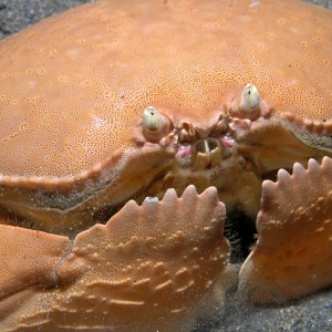 Armored crab