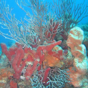 Reef Scene - Gulfstream Ledges