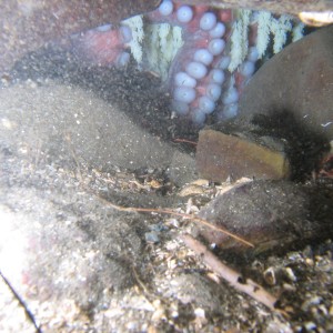 northern pacific octopuss, hood  canal, sund rock