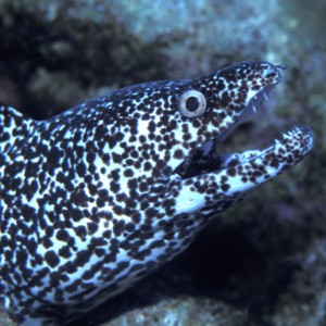 spotted_moray1