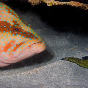 Coral Cod follows Nembrotha kubaryana
