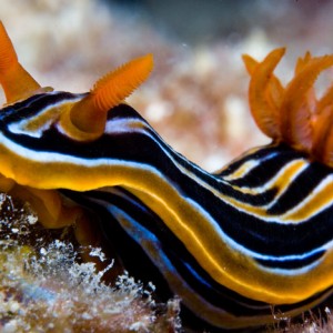 Quadricolour nudibranch