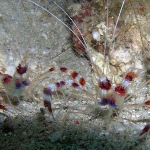 banded boxer shrimp
