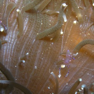 anemone shrimp