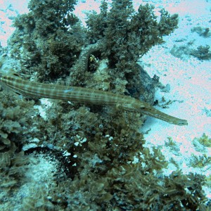 Trumpetfish_-_Jamaica_11-05