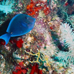 A shot from Grand Turk of a Blue Tang