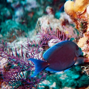 A second shot from Grand Turk of a Blue Tang