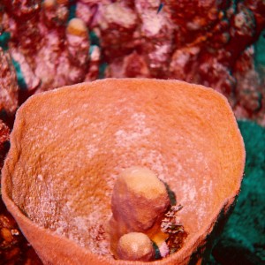 Barrel Coral