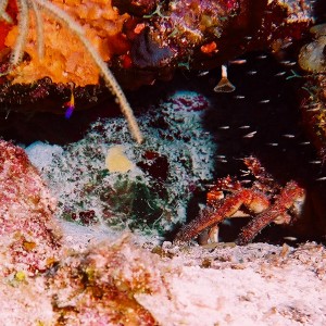 Carribean Lobster Hiding
