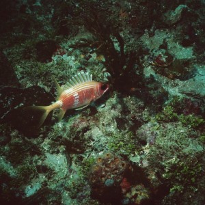 Squirellfish