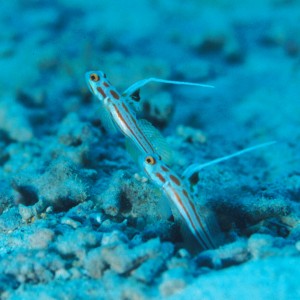 white-rayed shrimpgoby