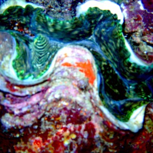 giant_clam