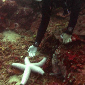 white-starfish