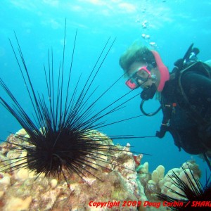 "Diver examining a long spined sea urchin at Ulua Beach"