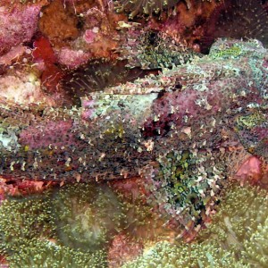 Scorpionfish Red