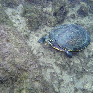 Slider Turtle at Troy
