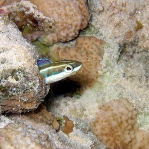 Fang Blenny in Hole