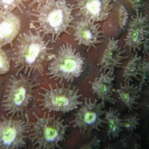 Giant Star Coral
