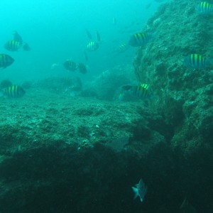 Loreto-Baja diving