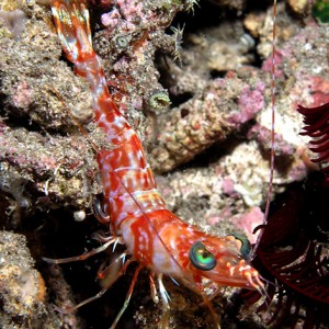Green eyed shrimp