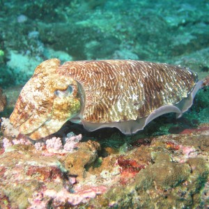Cuttlefish, West Ridge, Koh Bon, Thailand