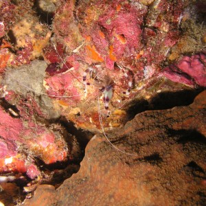 Banded Boxer Shrimp, Richelieu Rock, Thailand