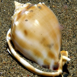 Creamy snail