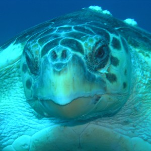 Up close and personal with a turtle