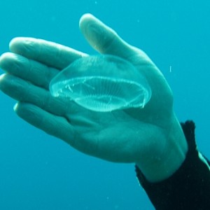 Jellyfish at Half Moon Bay - Roatan