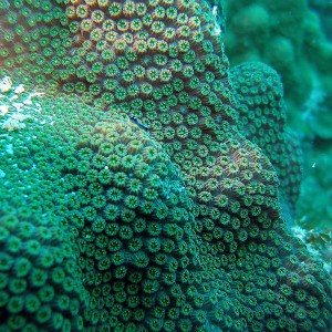 Coral Spores