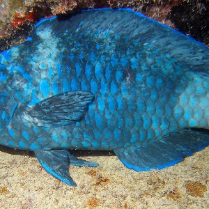 Napping Midnight Parrotfish