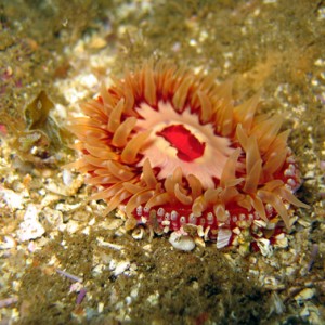 Spotted Rose Anemone