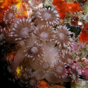 Undersea Blooms